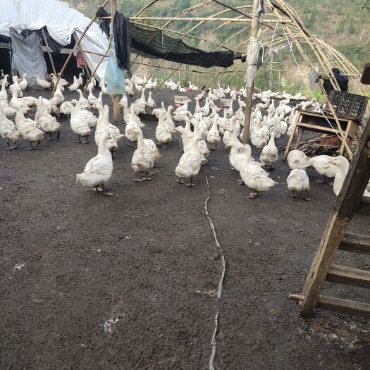 富源县白鹅 10-12斤 商品鹅（肉鹅） 公母混合 全散养