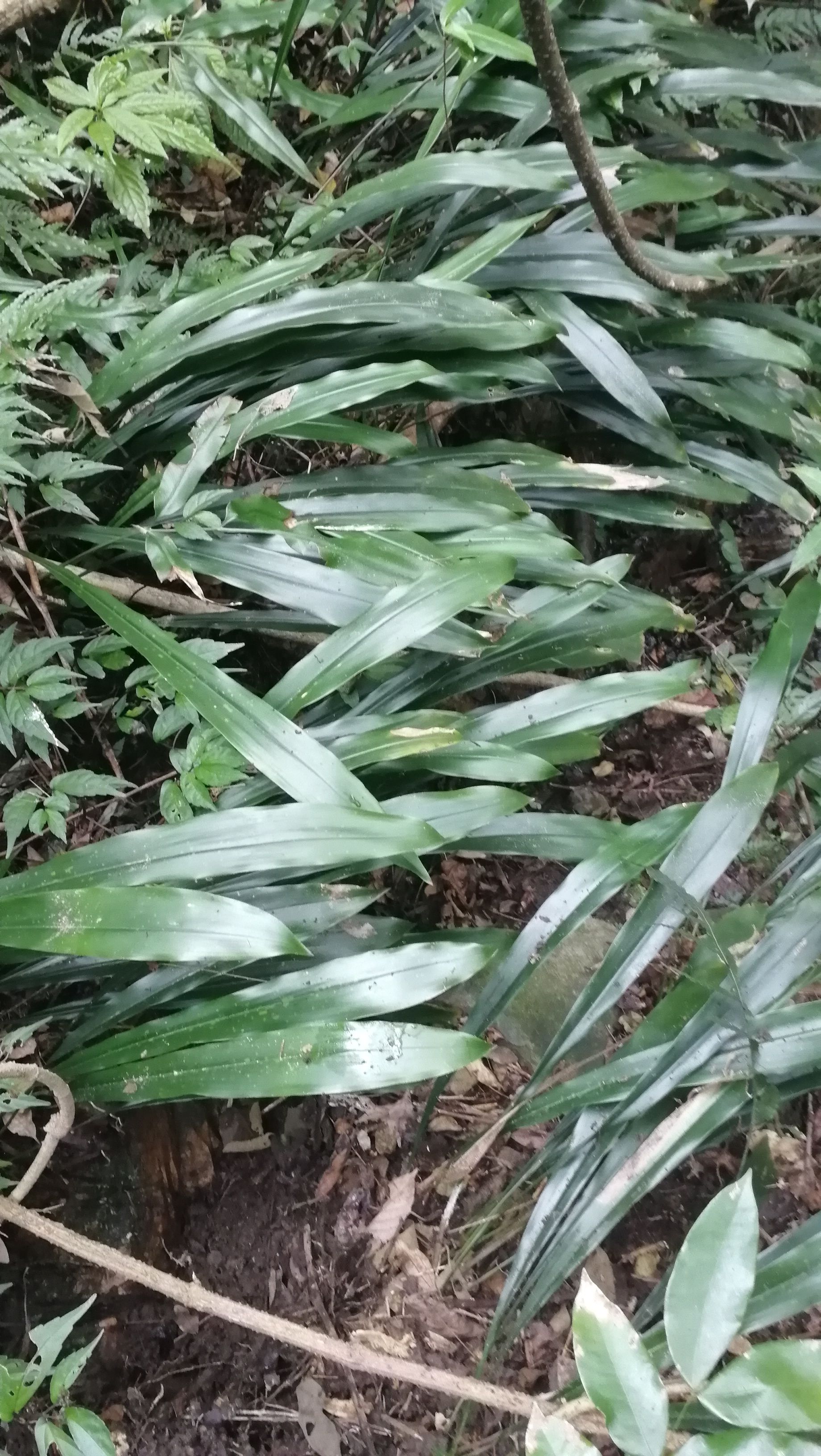 蜘蛛抱蛋（一叶兰、九龙盘），采收，统货/净货批发。