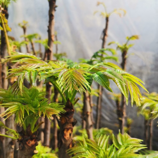 红油香椿 山东香椿芽大棚种植