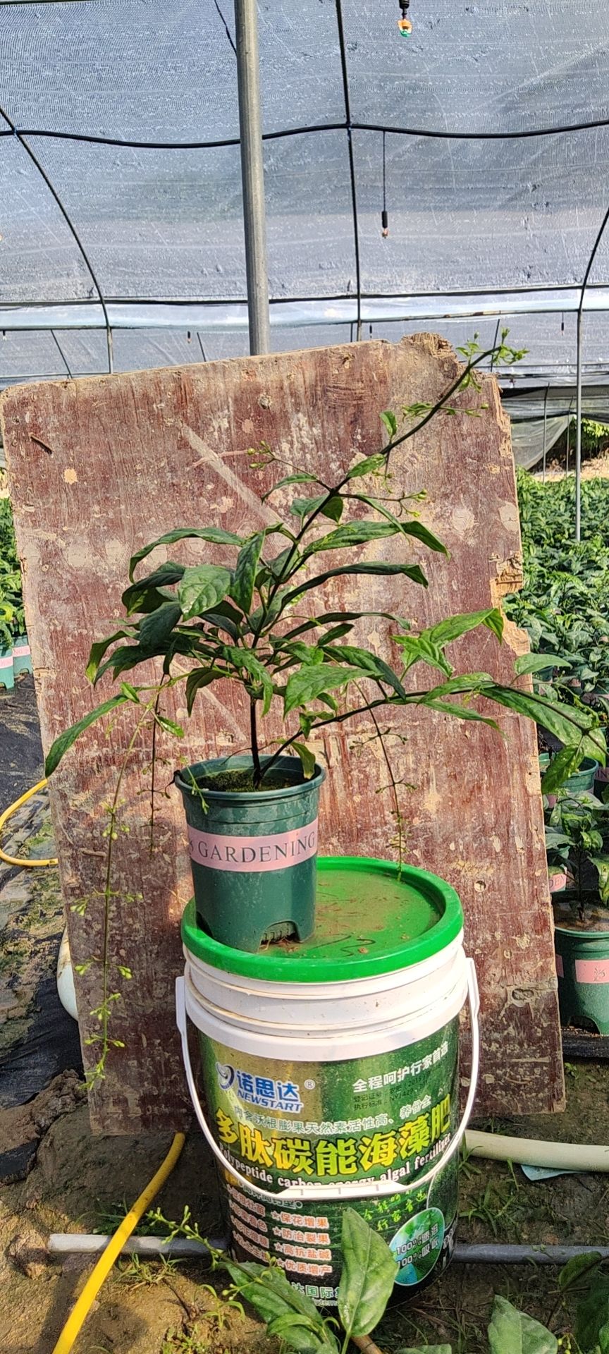 茉莉花 垂丝茉莉