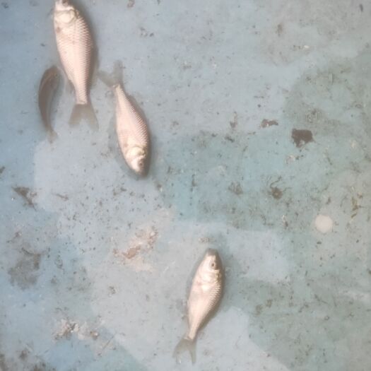 博罗县鲤鱼苗