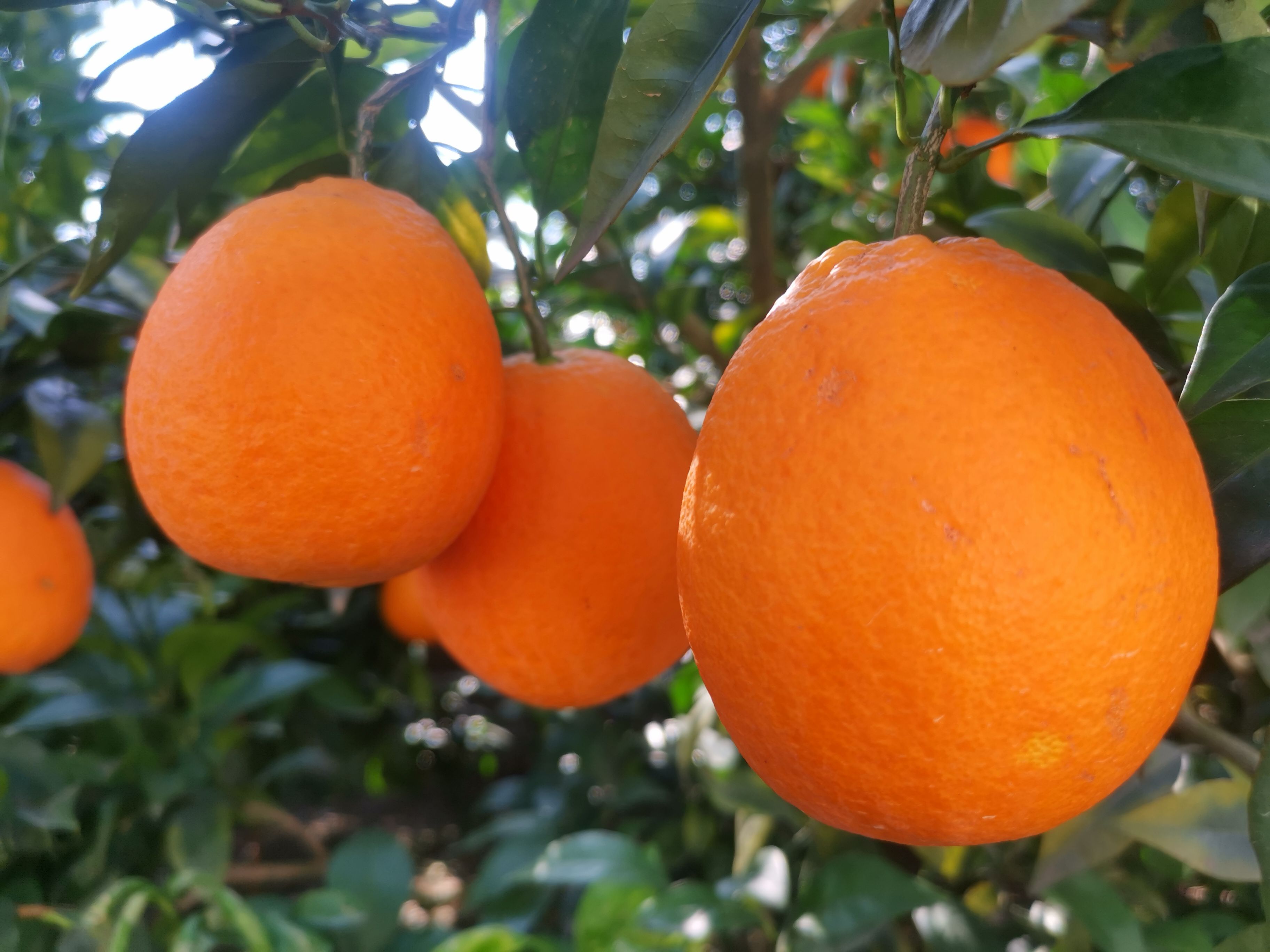 奉节脐橙 圆虹脐橙