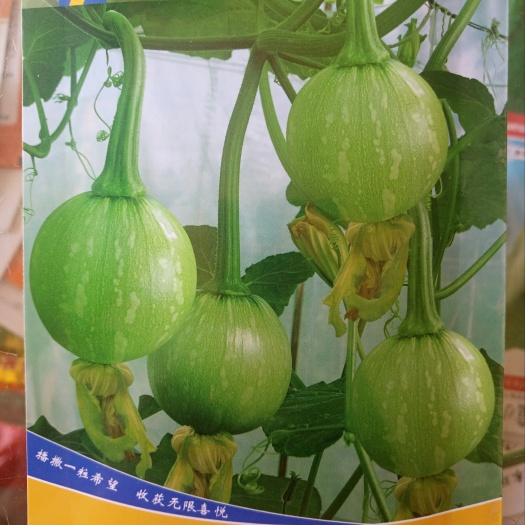 南靖縣迷你小南瓜種子  小南瓜 一串鈴 早熟 瓜嫩  連續(xù)掛果