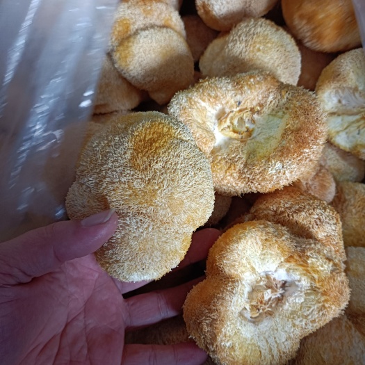 古田县干猴头菇 猴头菇。古田猴头菇大量上市。产地直销。一手货源。长