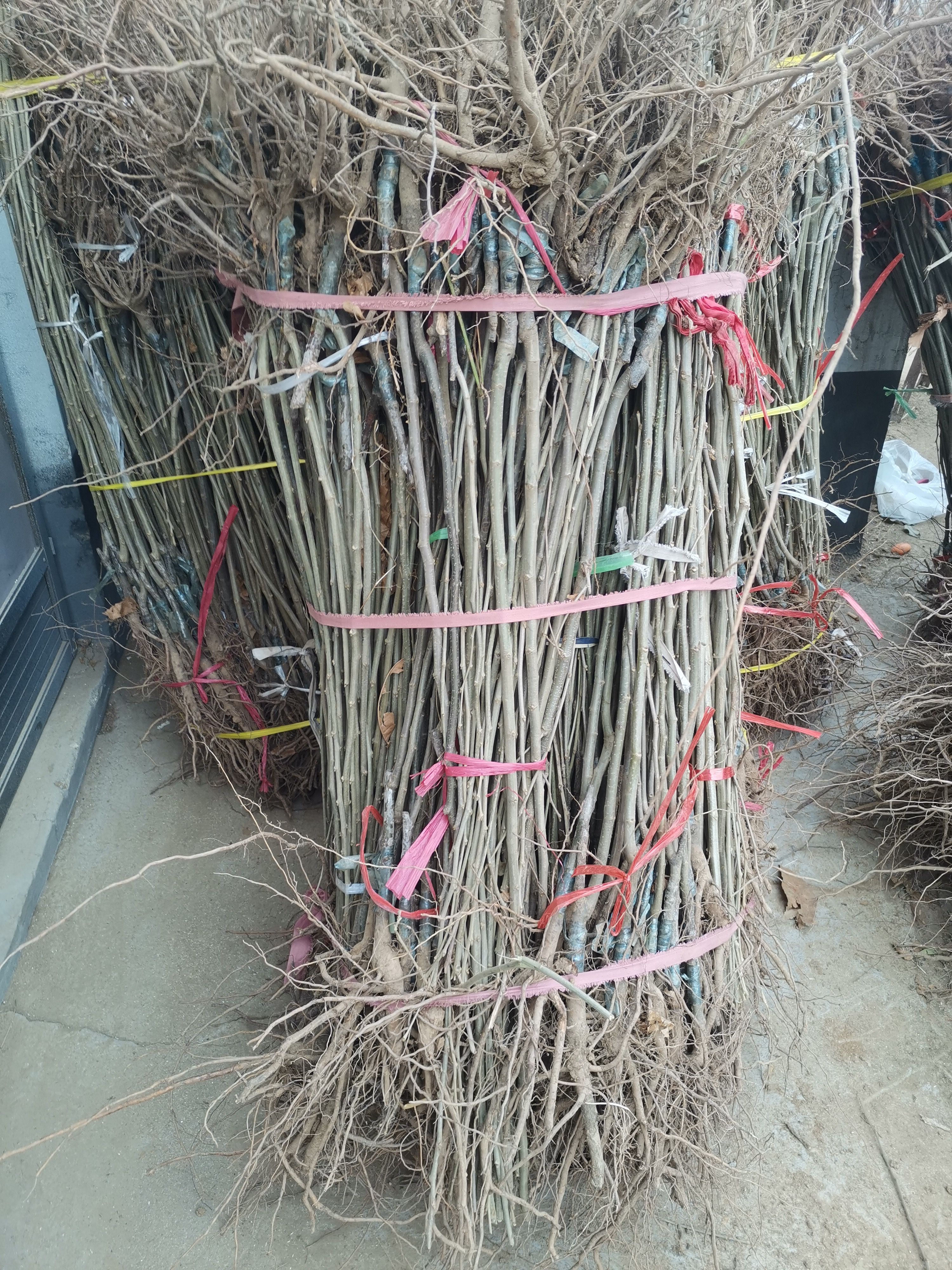大红袍板栗苗 嫁接苗 1~1.5米