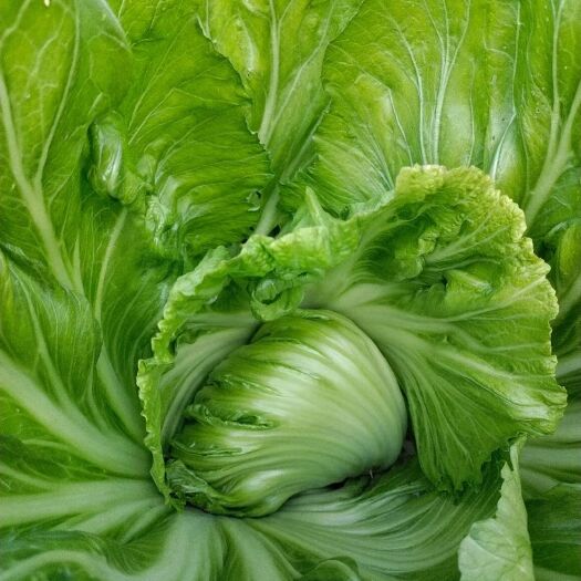 南宁肉芥菜上市中，大量供应
