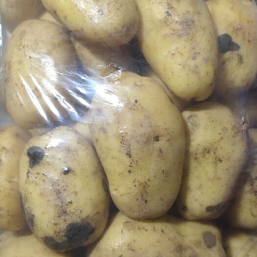 哈尔滨 豆角