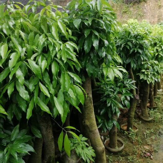 灵山县妃子笑荔枝苗 荔枝苗，荔枝桩头苗，一般用于征地，改良品种为主
