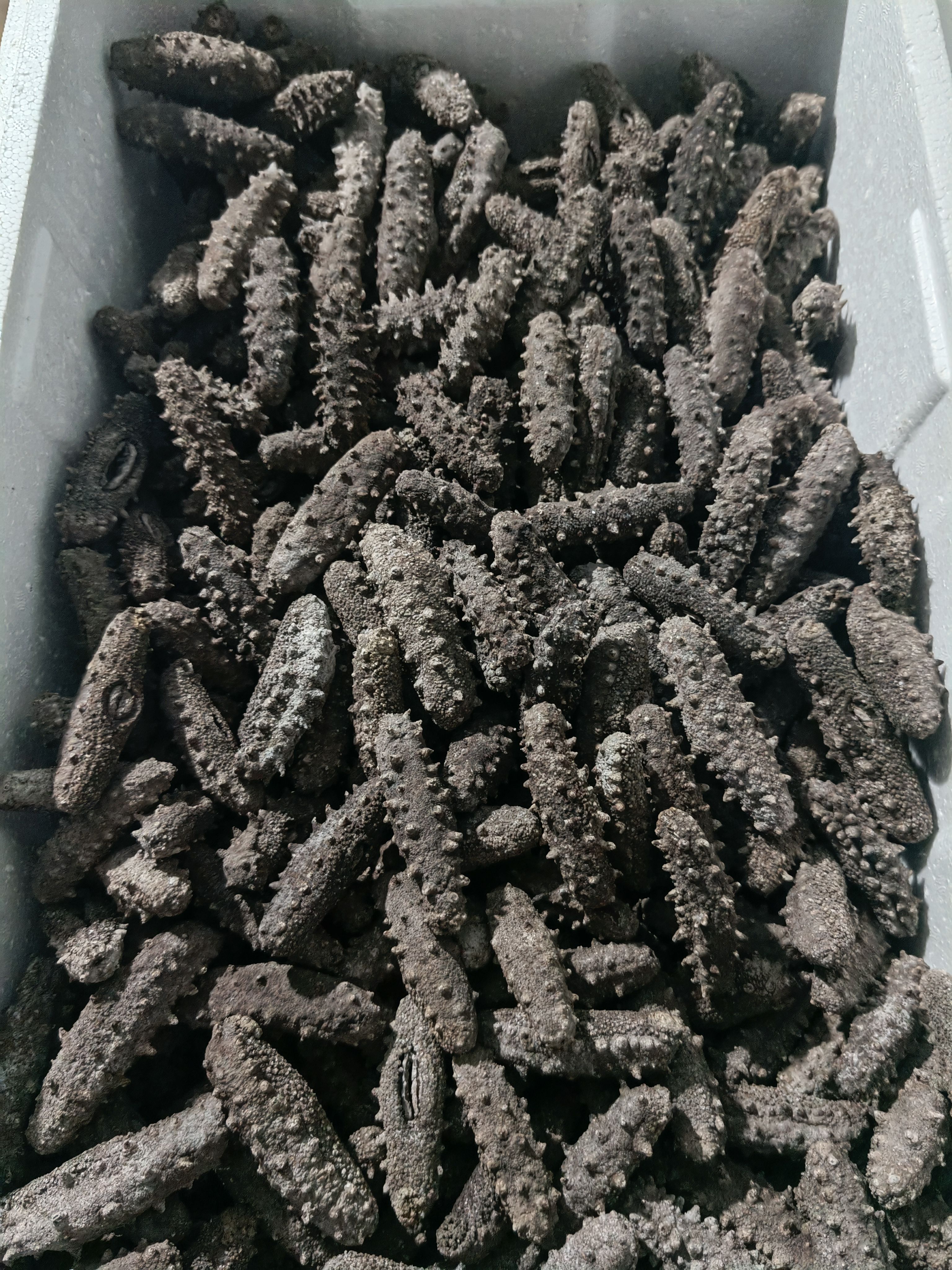 海刺参 水洗老淡干