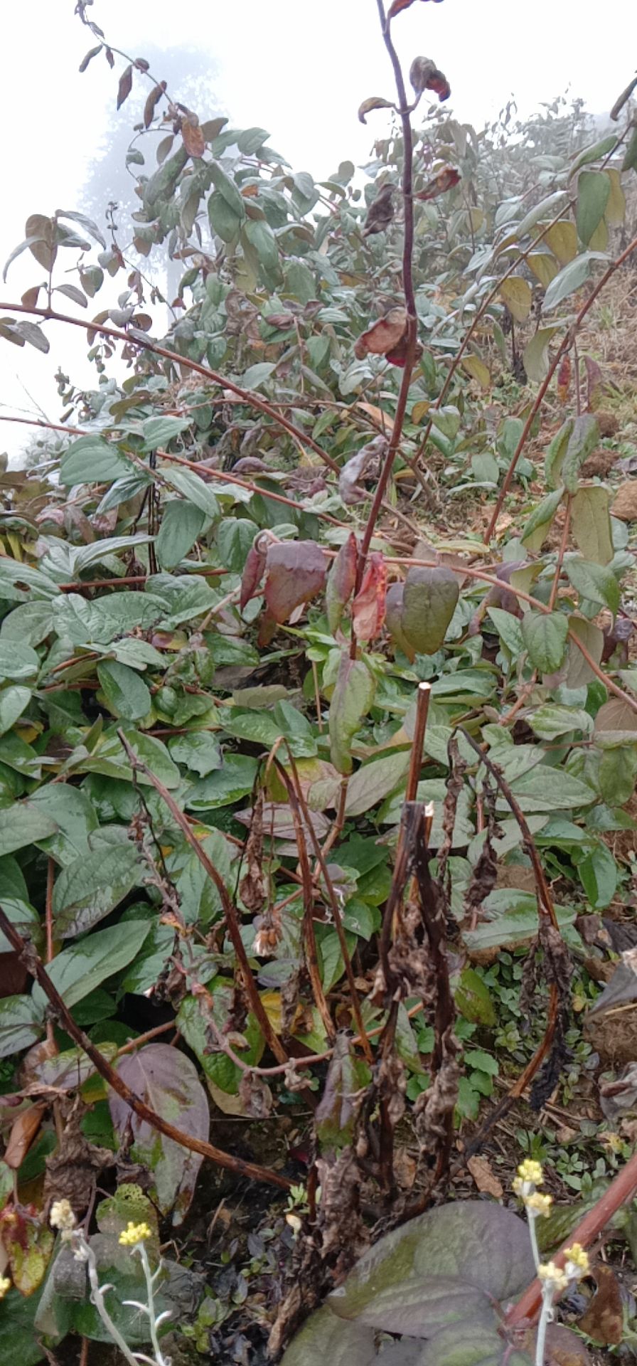 隆回县湘蕾一号金银花苗 湘蕾金银花苗