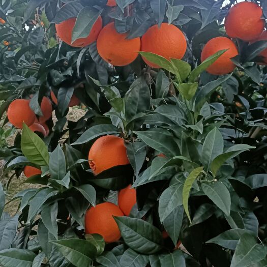 奉节重庆市奉节脐橙