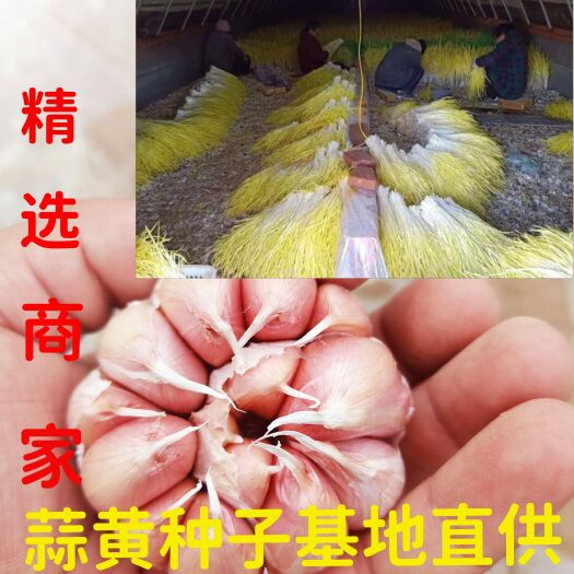 大蒜种子  蒜黄种子 山东金乡县蒜黄种子培育直供