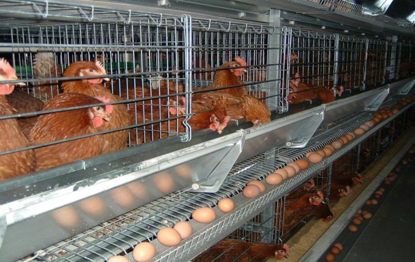 蓝海母鸡，淘汰鸡