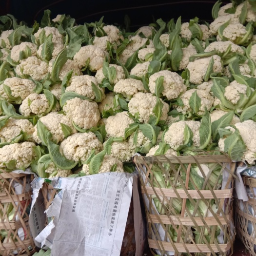夹江县白花菜花 散花