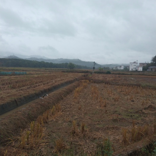 赣州10000亩带500一亩补贴水田