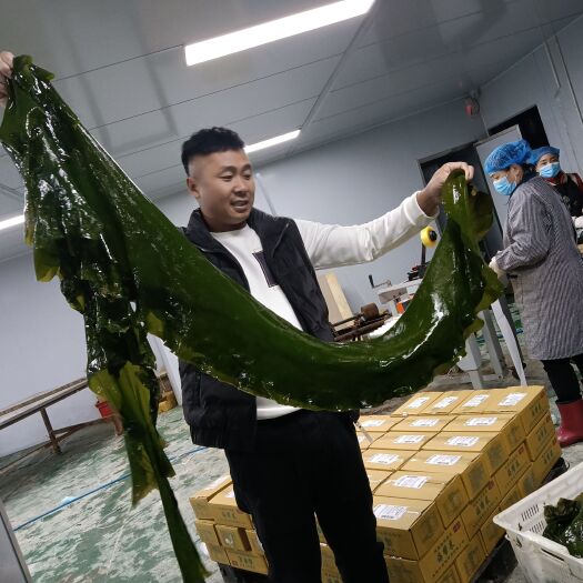 大连大连特产：鲜海带，自产自销