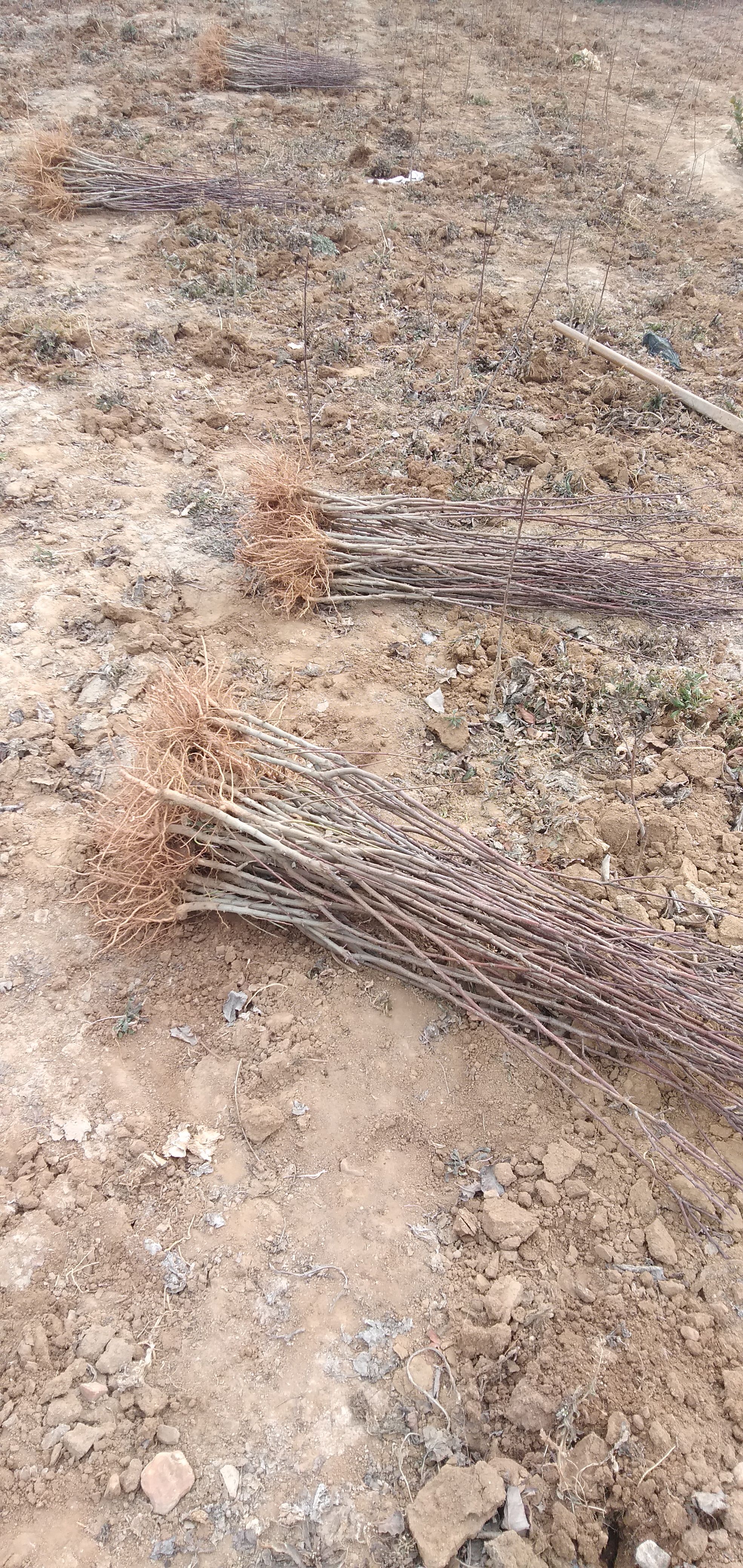 基地出售塔尔玛西梅苗 早熟西梅品种 嫁接成品苗