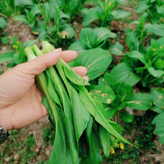  白菜苔