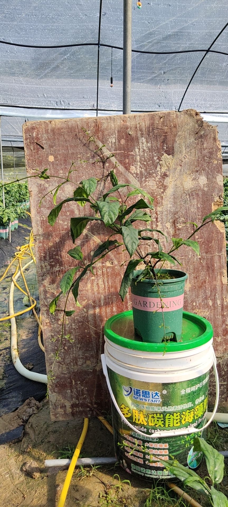 茉莉花 垂丝茉莉