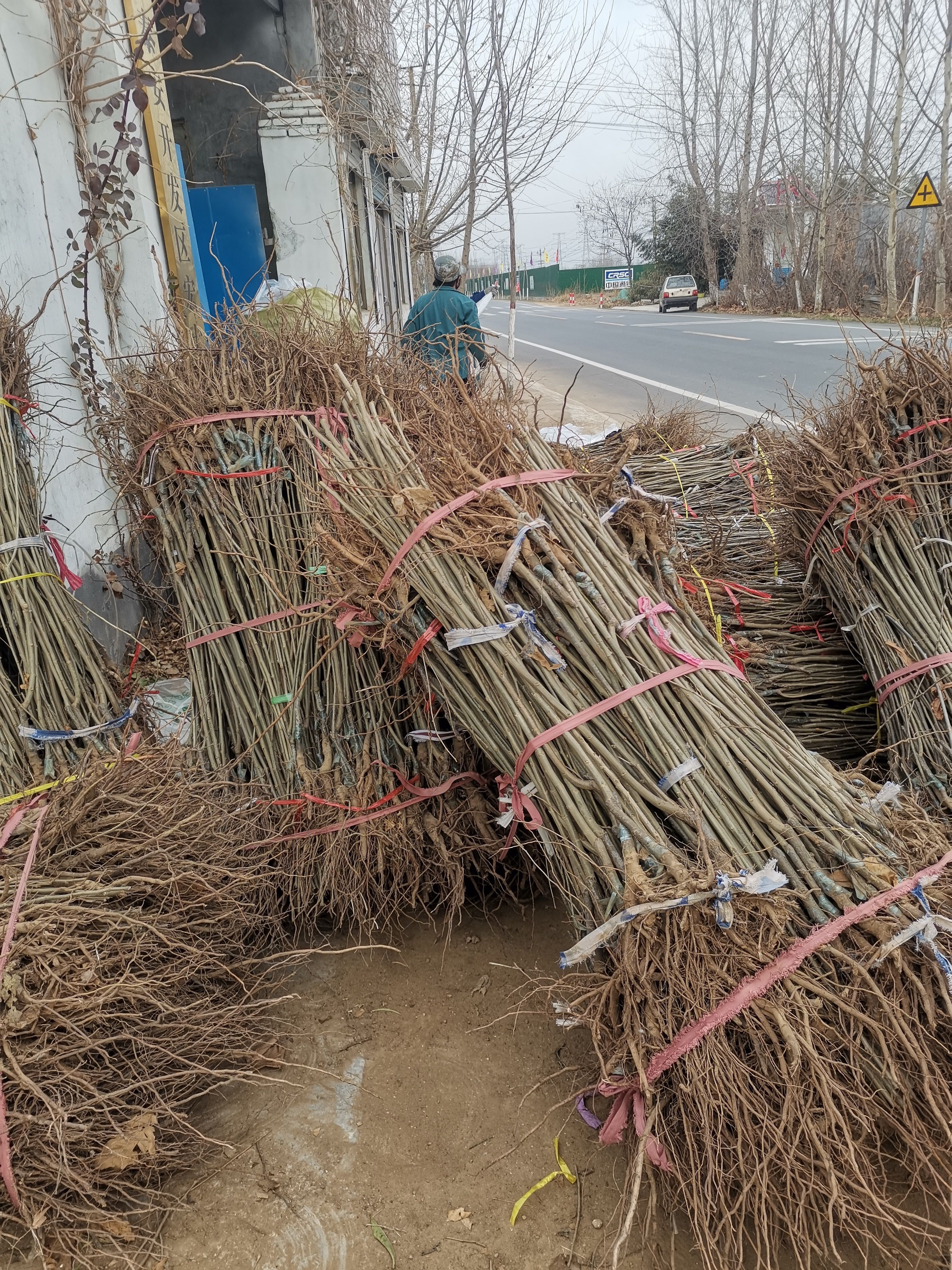 大红袍板栗苗 嫁接苗 1~1.5米