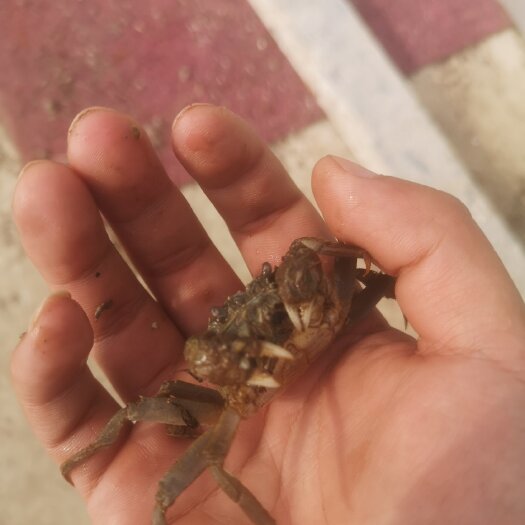 阜宁县大闸蟹苗 精品蟹苗