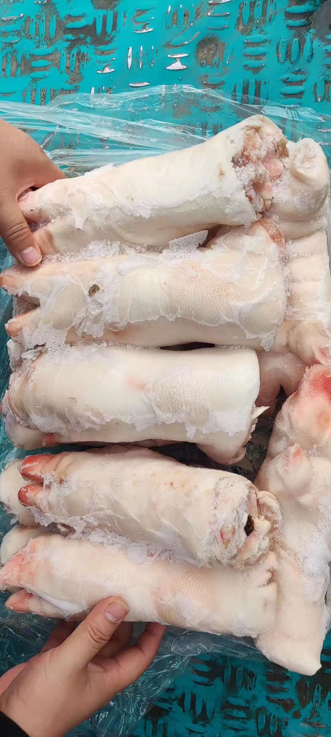  母猪一级猪蹄，10公斤，11－13个，25500，手续齐全，