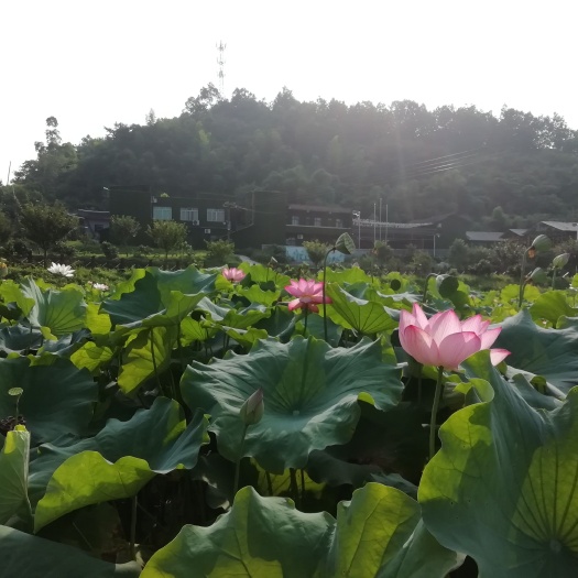 重庆市果园 农业项目