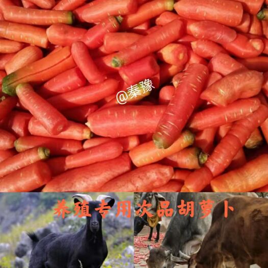大荔县青绿饲料 萝卜陕西产区大量供应次品胡萝卜养殖用加工厂用