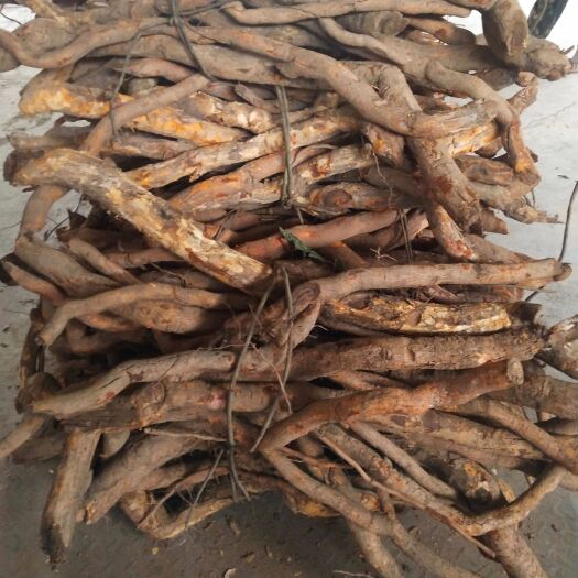 思茅 鲜货雷公藤，现拿现发，鲜货包邮，货源充足，欢迎采购，
