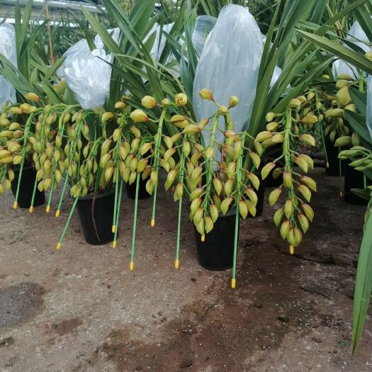 嵩明县 大花蕙兰种植基地