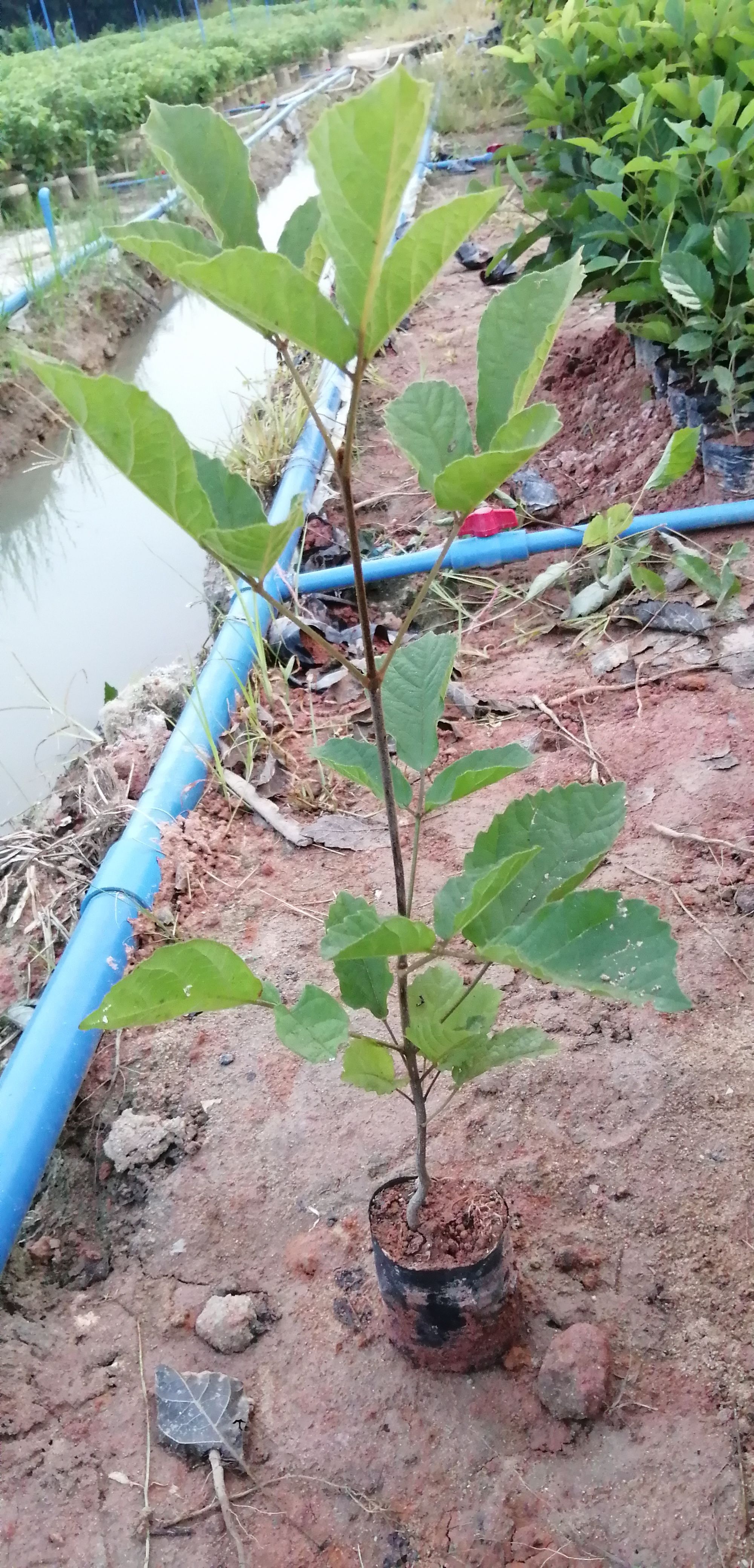 黄花风铃木 黄花风玲