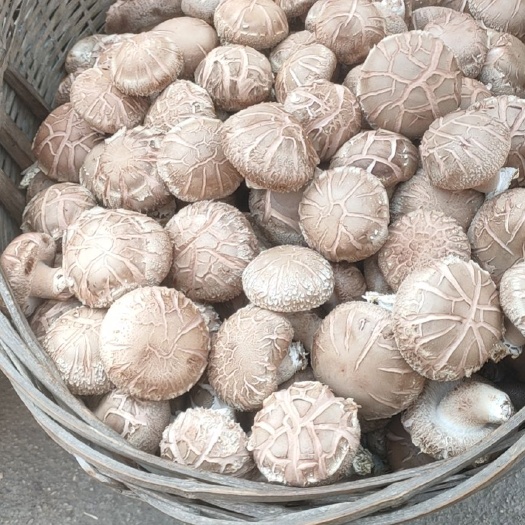 武义县新宅高山香菇