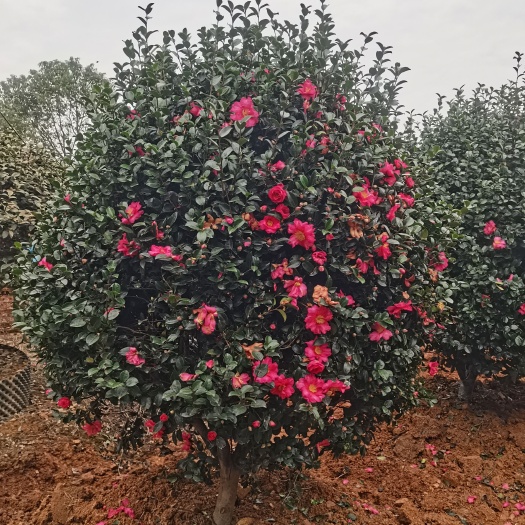 长沙茶梅球