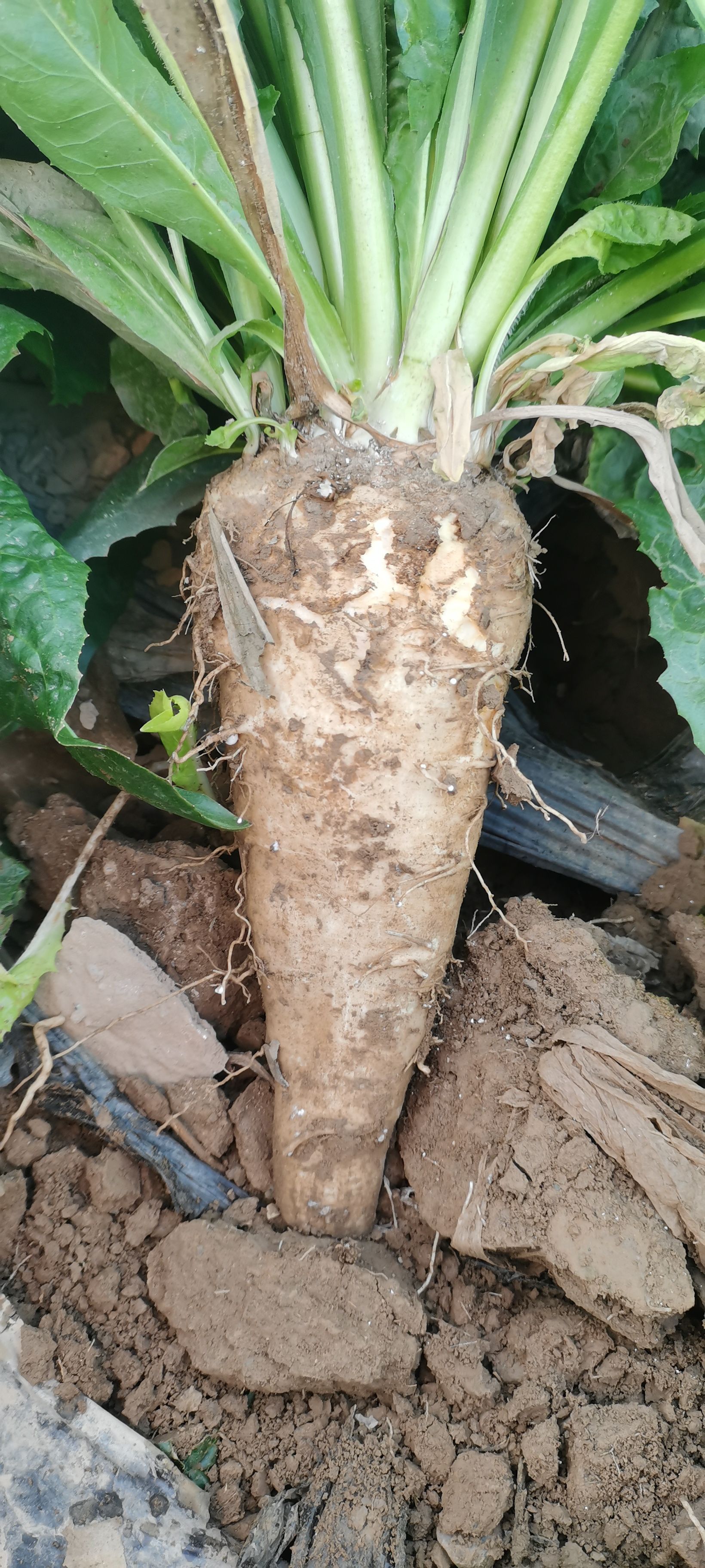  菊苣根