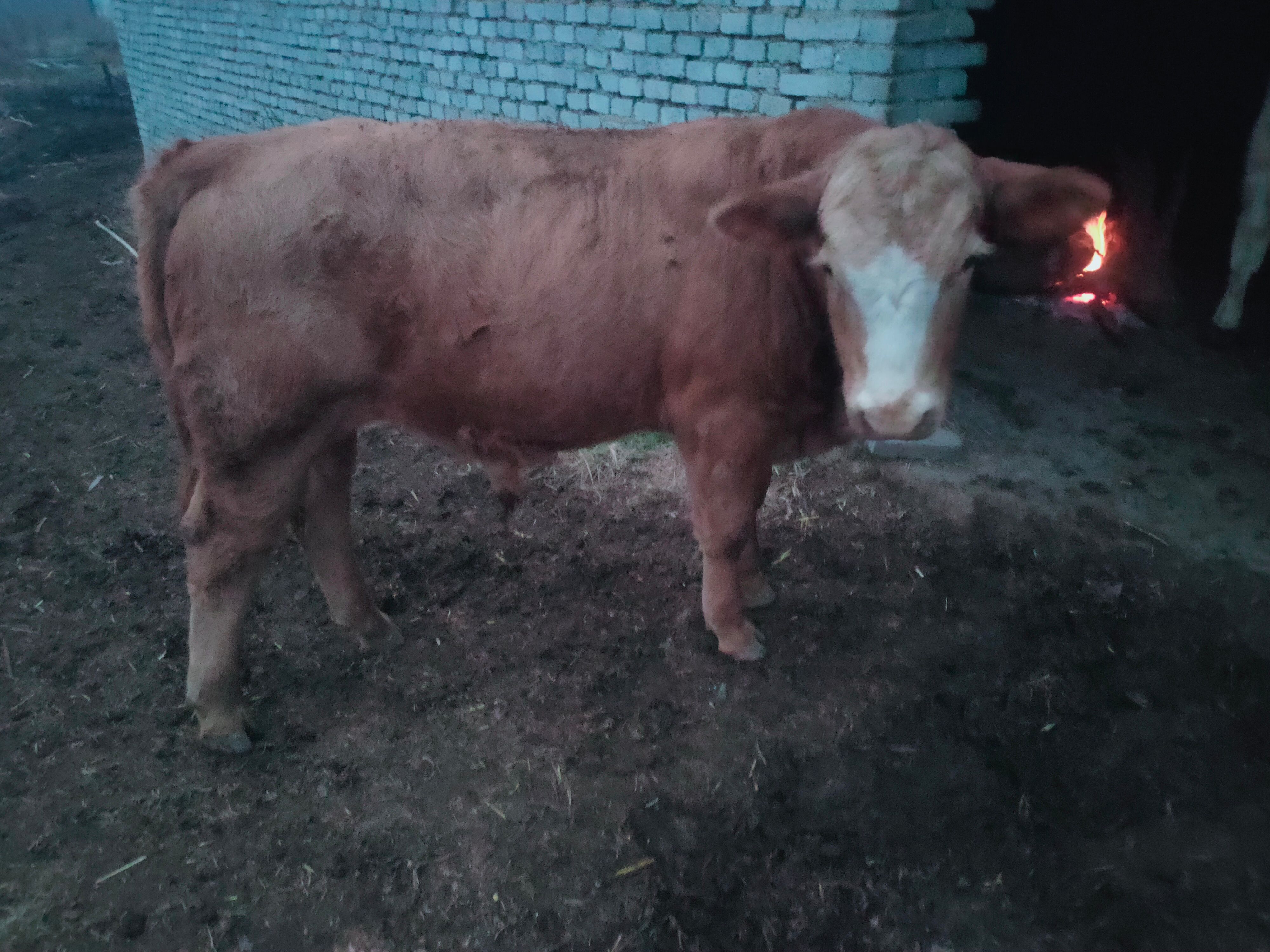 夏洛莱牛  夏南牛300- 500斤 公母混合 牛犊 4-5月龄