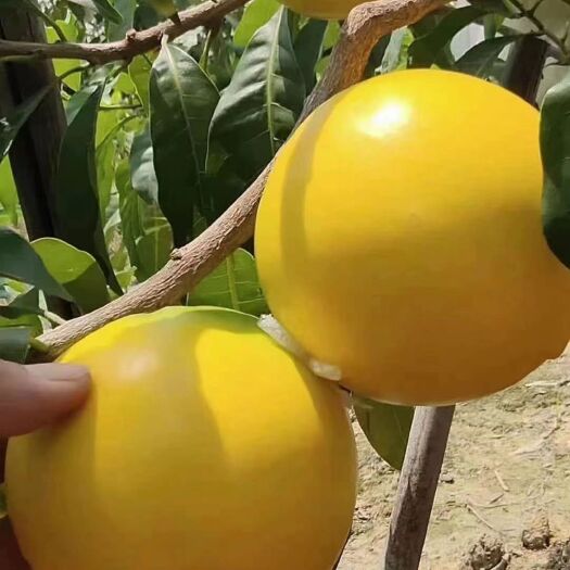 灵山县黄晶果苗，正品，假一赔十，果实饱满味道美