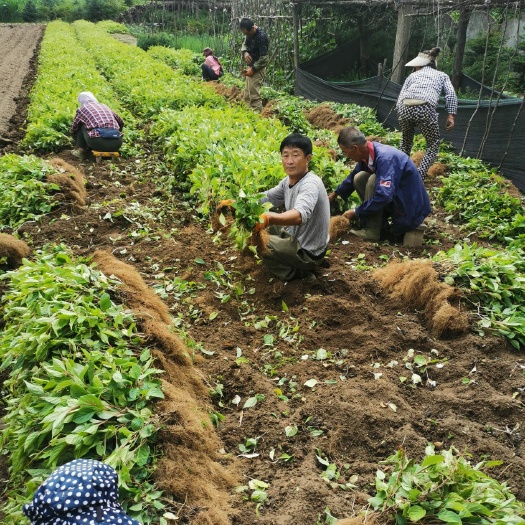 桓仁县辽宁桓仁五味子苗大量批发基地一手货源保质保量免费提供种植技