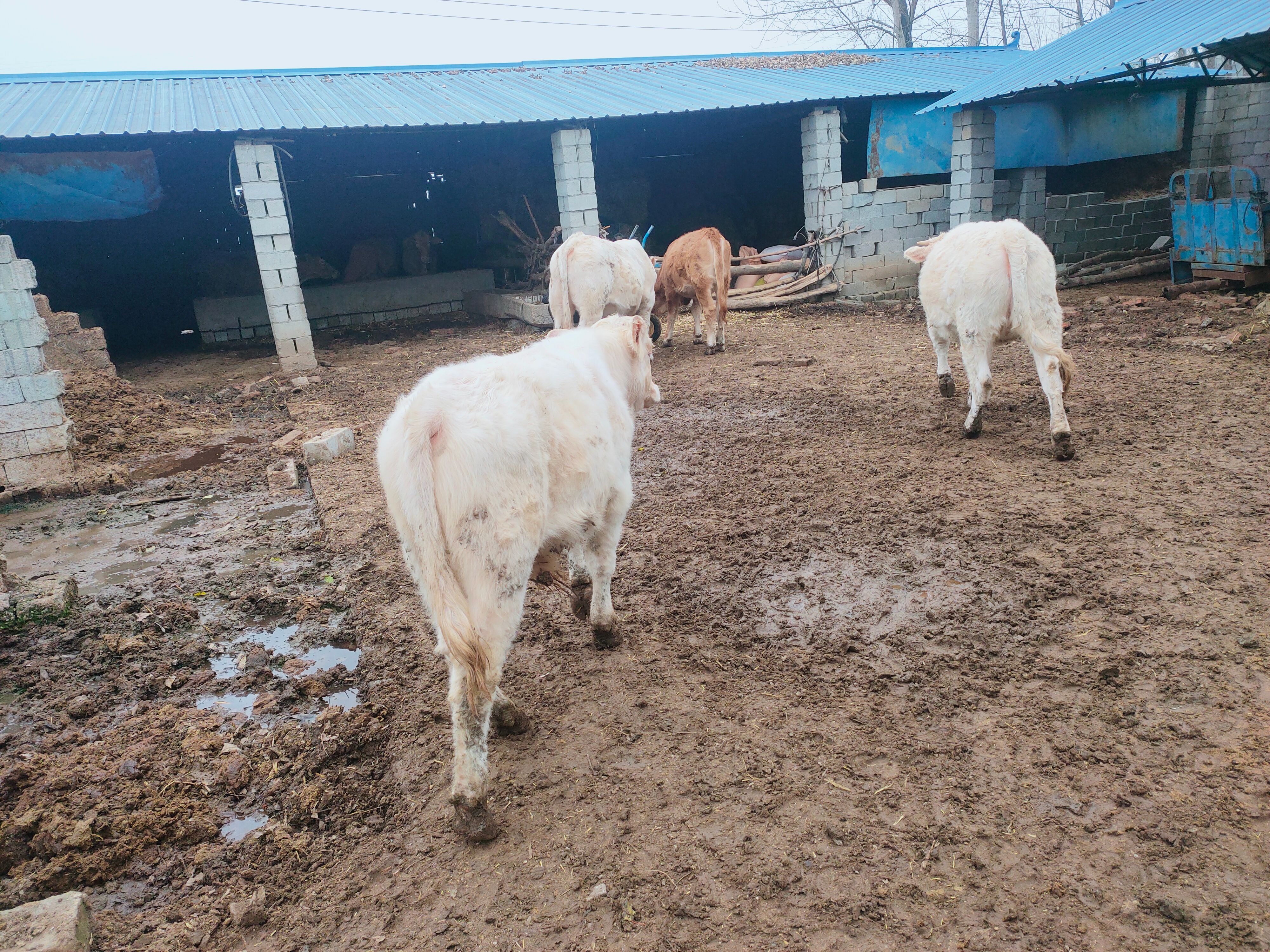 夏洛莱牛    精品优质夏南牛 300一500斤 公母混合 牛犊