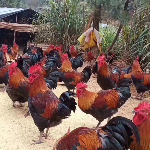 行唐县土鸡 常年出售华北柴鸡 各种规格