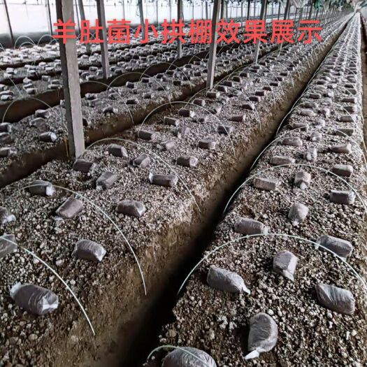东莞市小拱棚杆 种植大棚 高弹性玻璃纤维材质拱棚杆，厂家直营，量大从优