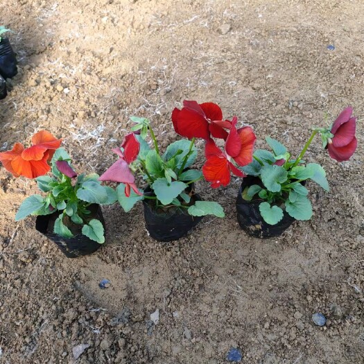 常州三色瑾盆栽冬天开花耐寒植物三色堇花苗庭院地栽花园花坛花卉