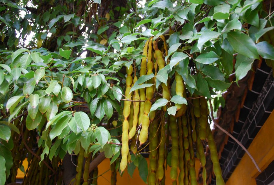 沭阳县油麻藤种子当季新采摘种子质量保证免费开发票提供种植技术包邮