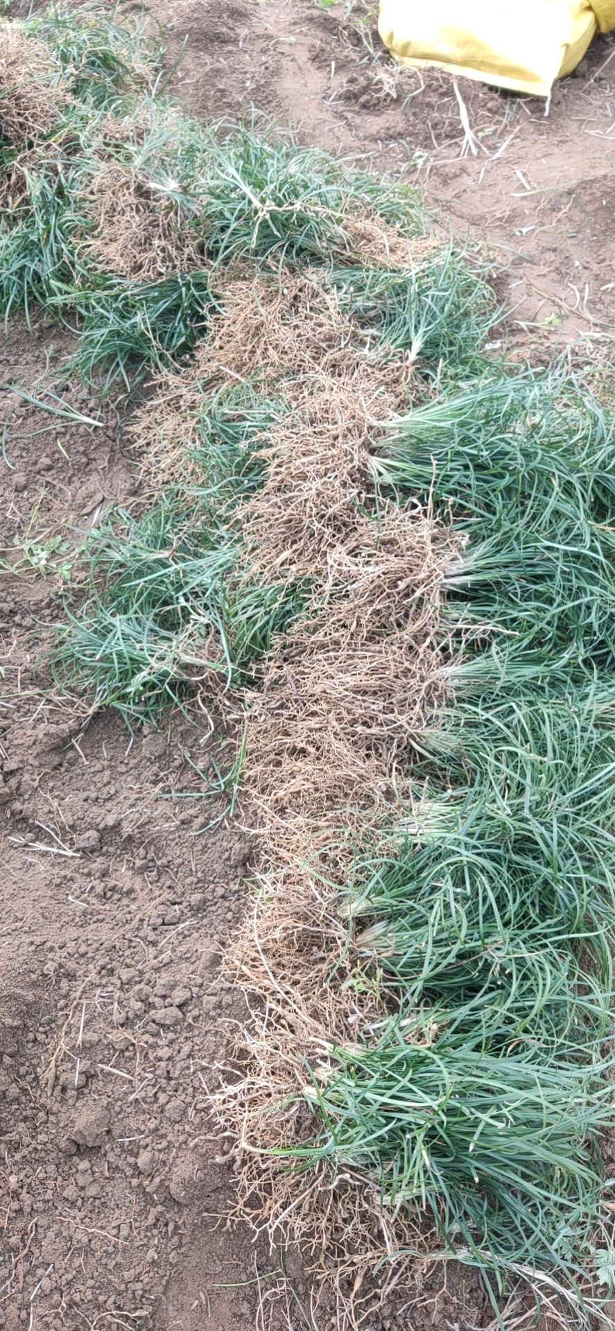 沿街草(麦冬草)