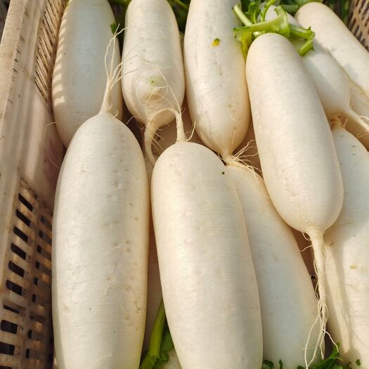  福建精品白萝卜
