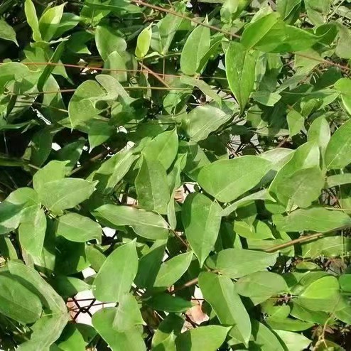 油麻藤种子牛麻藤常春油麻藤四季常绿藤本植物