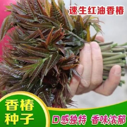 沭阳县红油香椿种子 优质香椿种子，纯新货香椿种子包发芽全国包邮