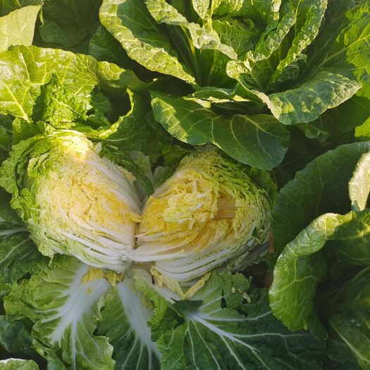 通海县包尖白菜 东阳黄心白上市了半净净菜毛菜都可以345到456。