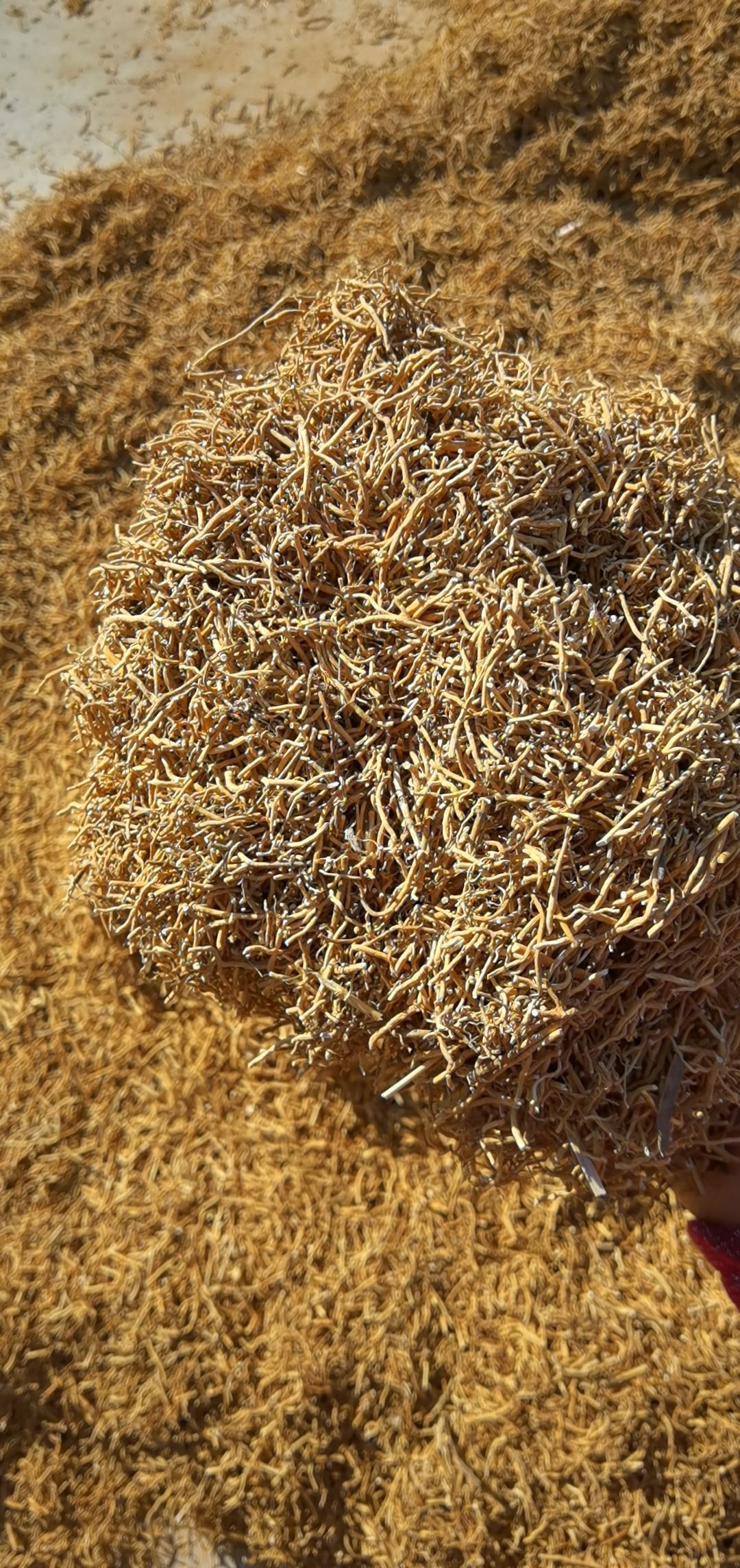 徐长卿无露头水洗饮片