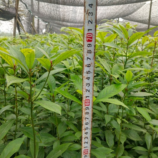 洪雅县桢楠。一年无纺布袋桢楠苗。高度在50到70CM。五十万现货