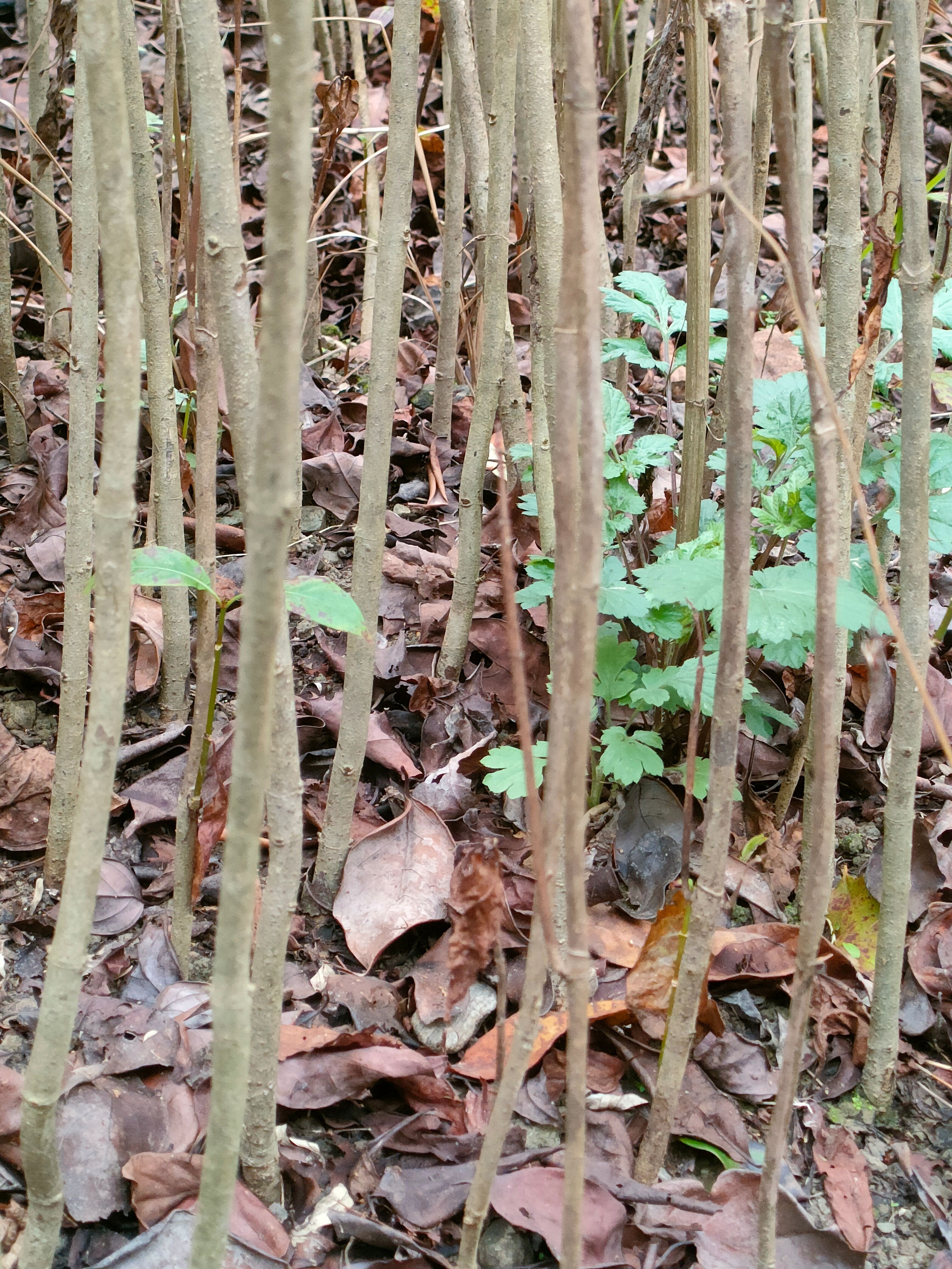 钩藤苗  两年移载